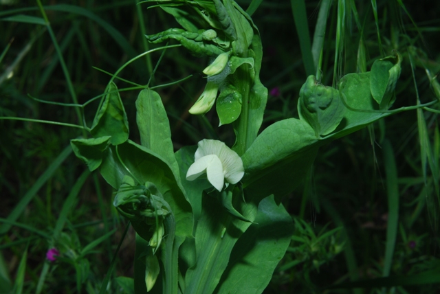 Lathyrus ochrus